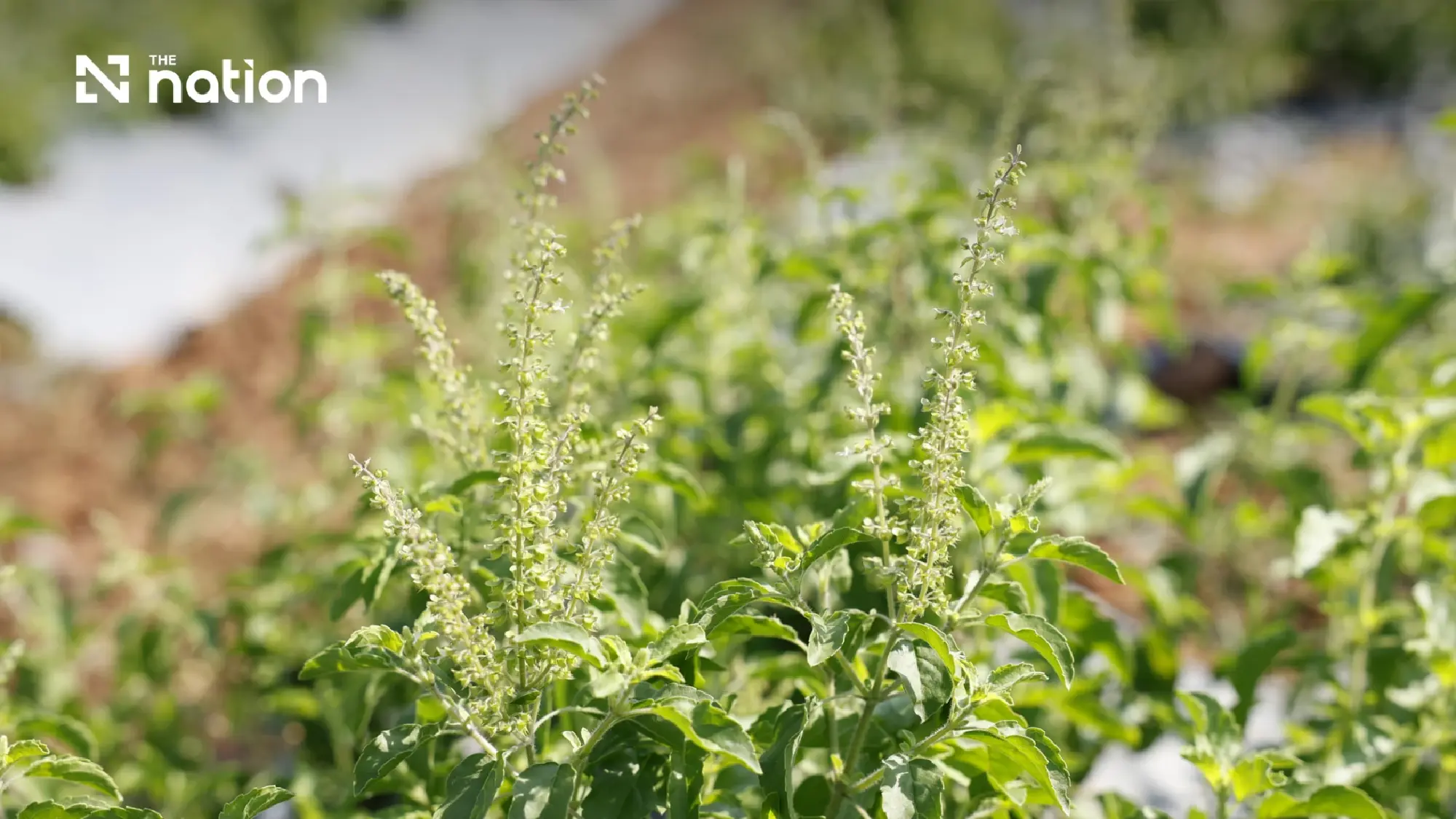 CPRAM Clarifies Plant Registration Details as Native Holy Basil Rights Remain Untouched