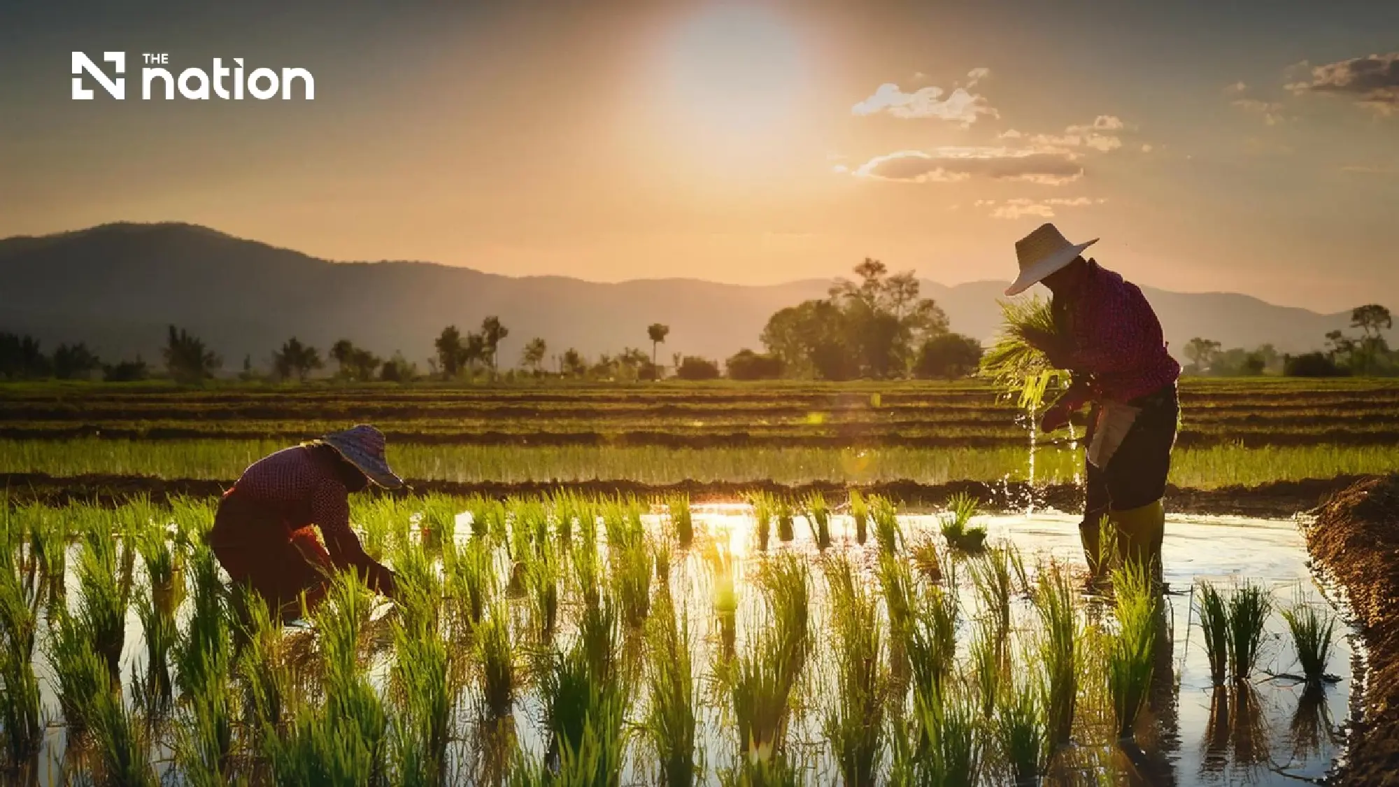 Thai rice festival showcases 15 GI varieties on October 24–25 at Paradise Park