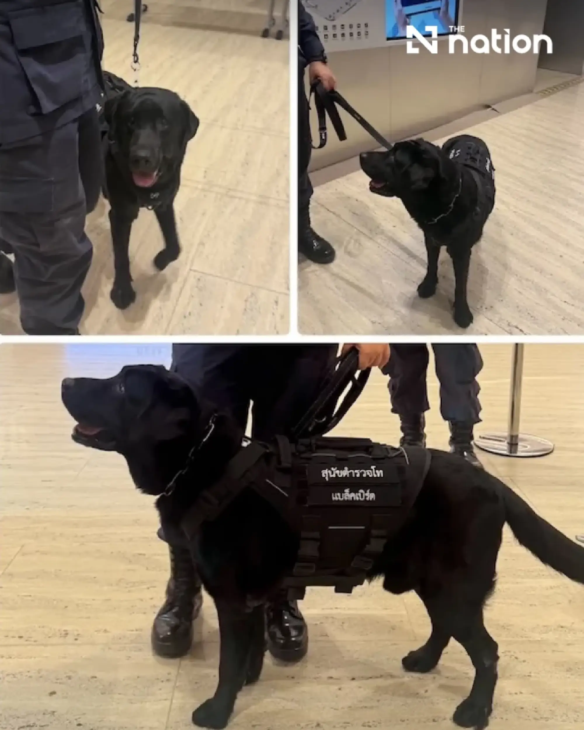 K-9s deployed for security at IMF and World Bank meetings in Thailand