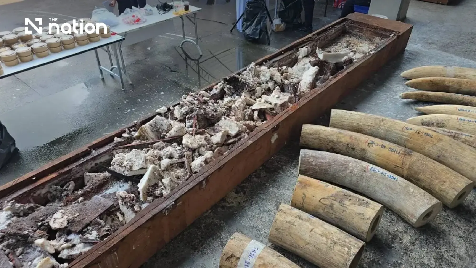 Thailand seizes over 3.1 tonnes of ivory hidden in timber from Zambia
