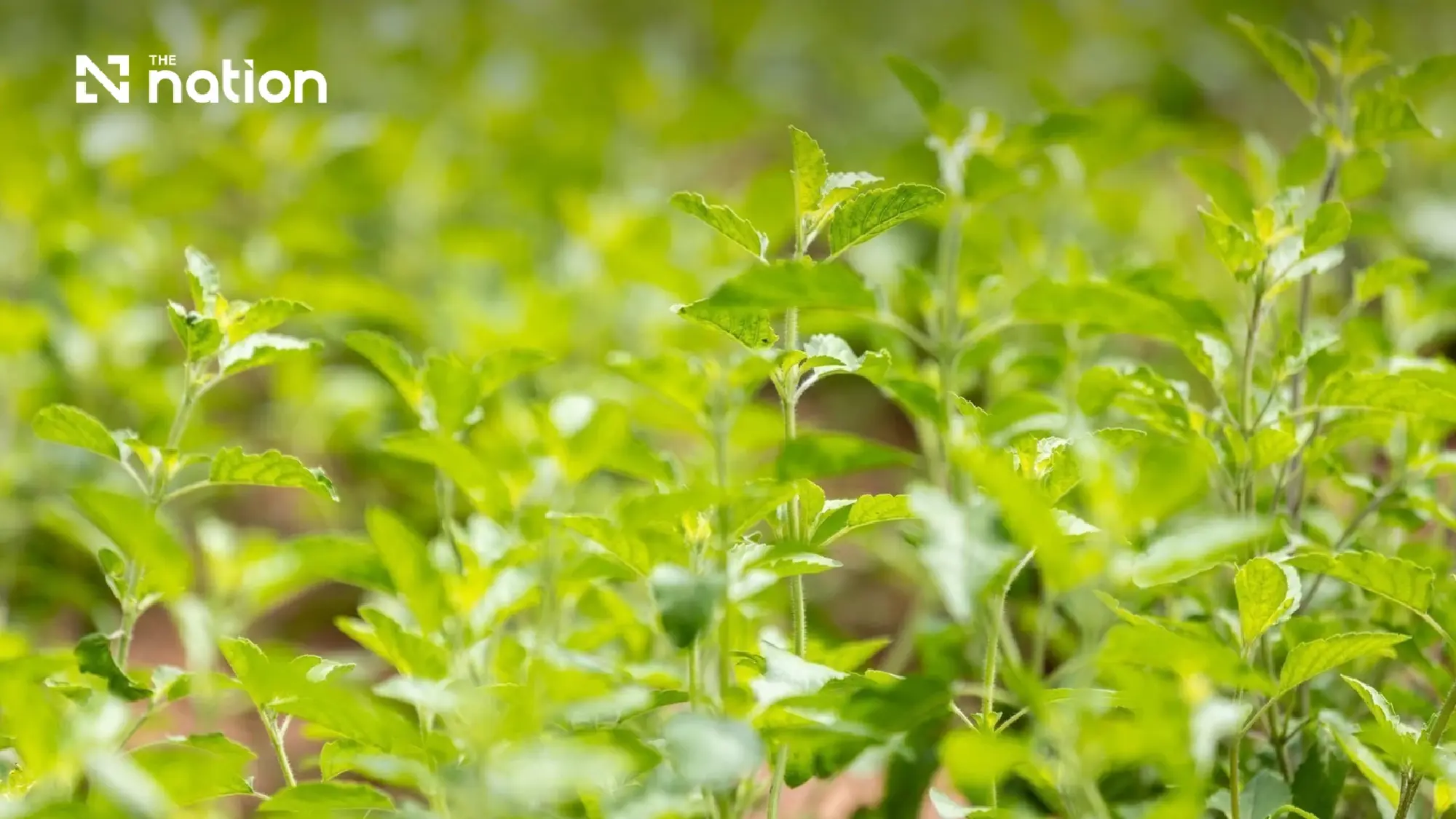 CPRAM Clarifies Plant Registration Details as Native Holy Basil Rights Remain Untouched