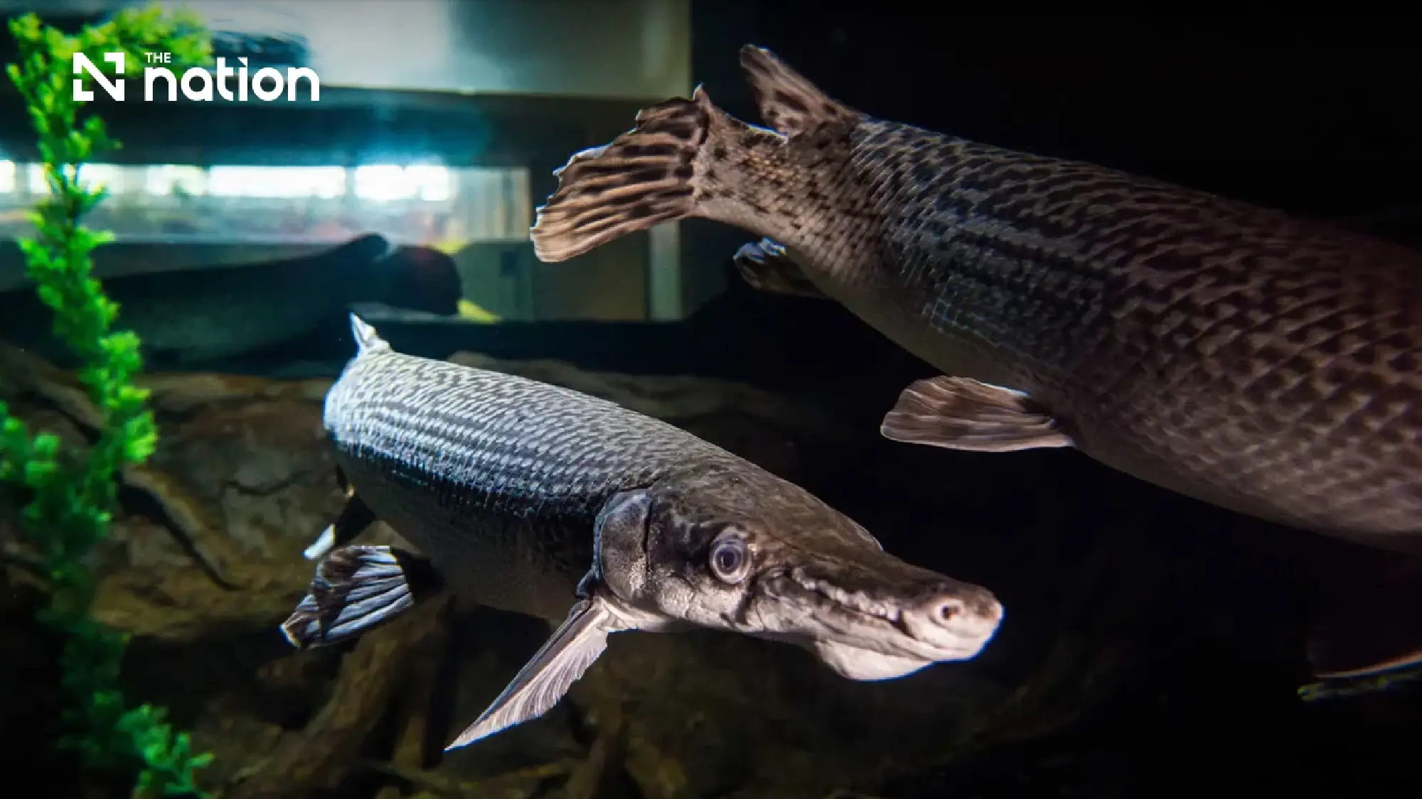 Thai agencies warn alligator gar eggs remain poisonous after cooking