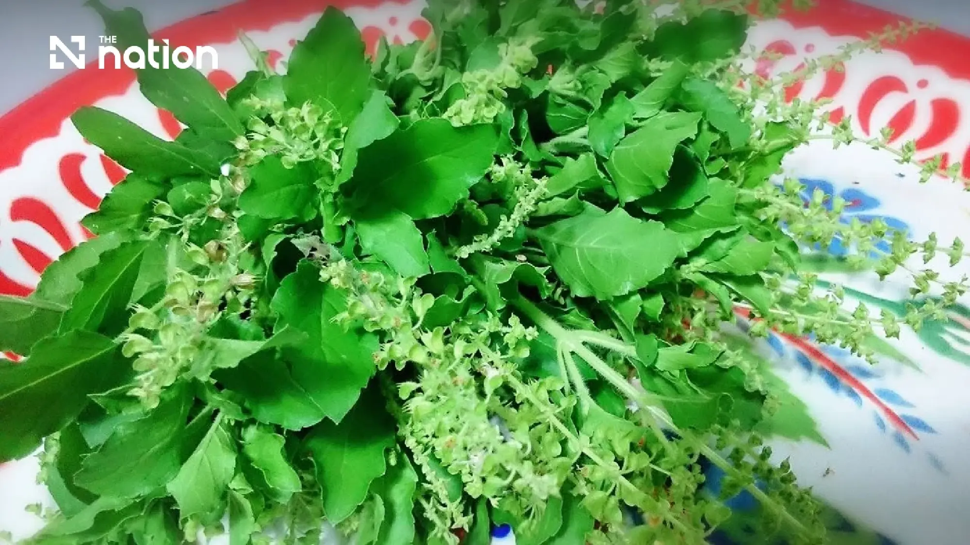 Agriculture minister confirms home growing rights for 4 basil varieties protected until 2036