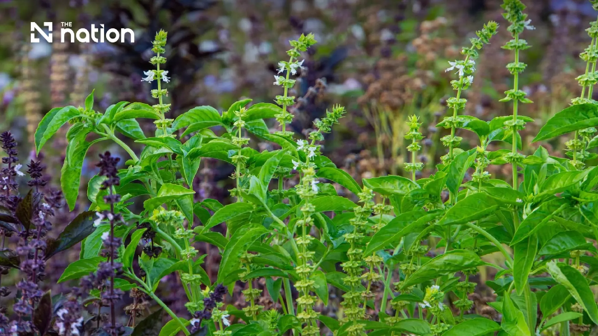 Agriculture minister confirms home growing rights for 4 basil varieties protected until 2036