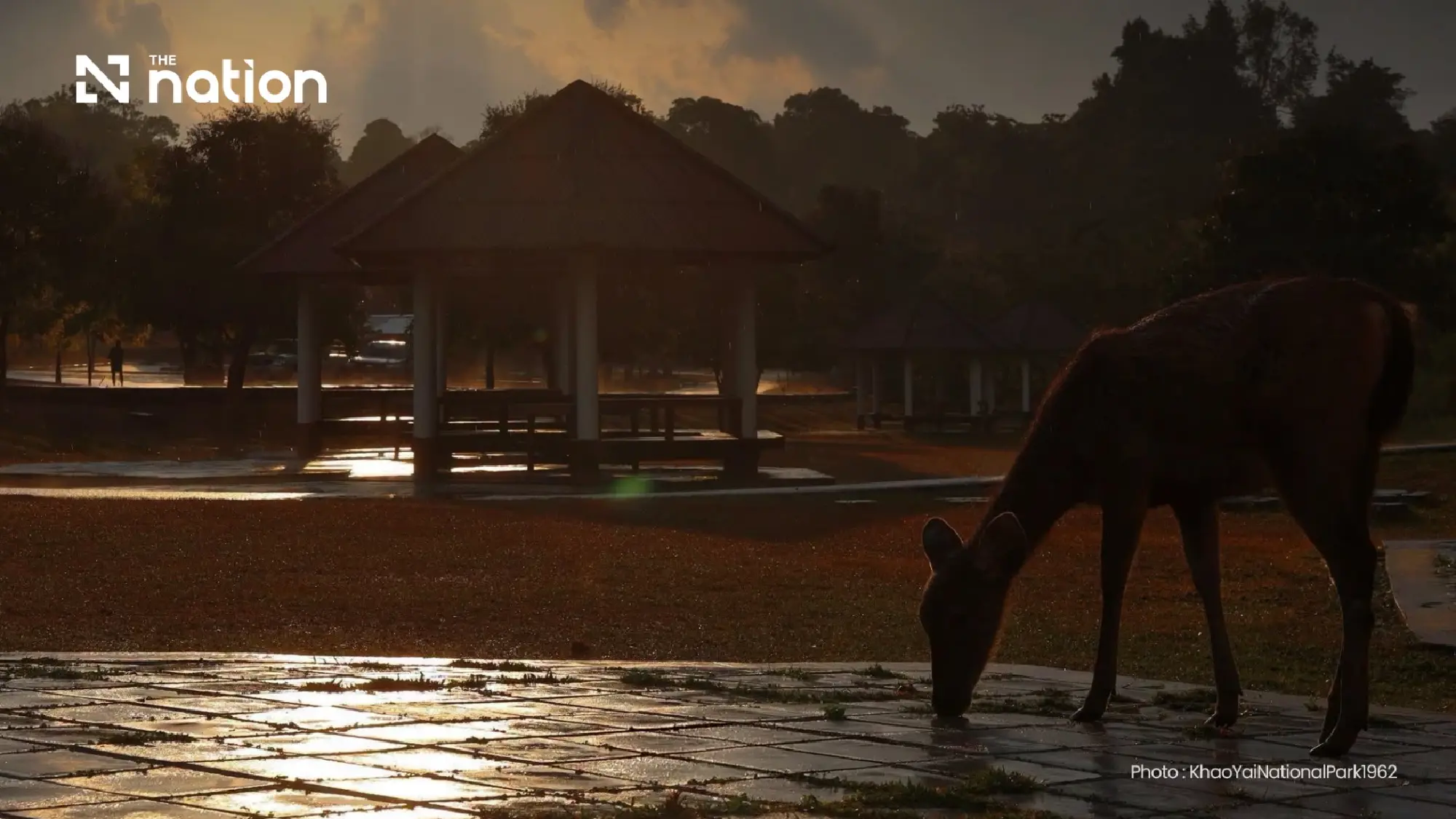 Khao Yai reopens to visitors after rain eases, three sites stay closed