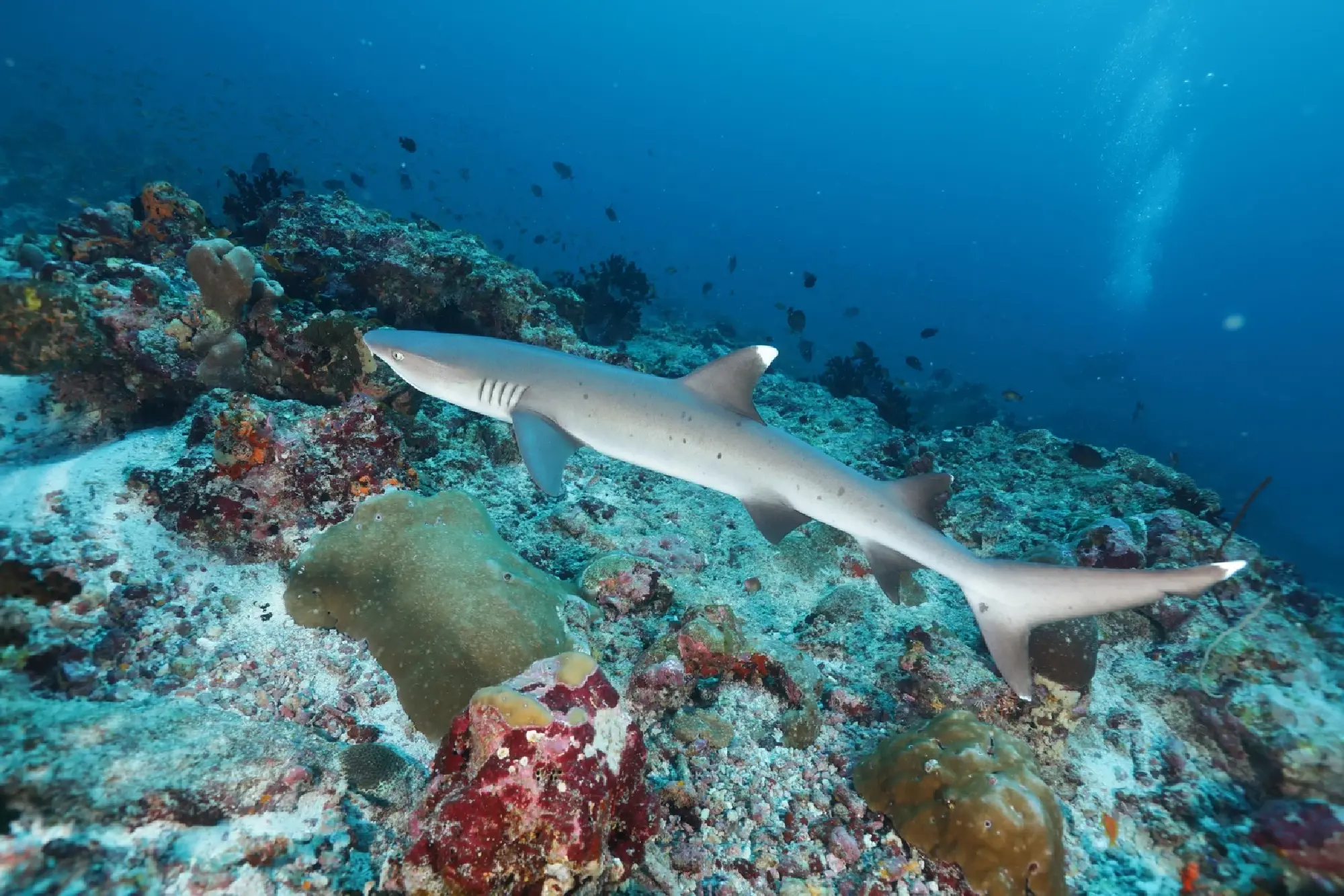 CROSSROADS Maldives Achieves Official OECM Status, Advancing Singha Estate and S Hotels & Resorts’ Commitment to Marine Conservation