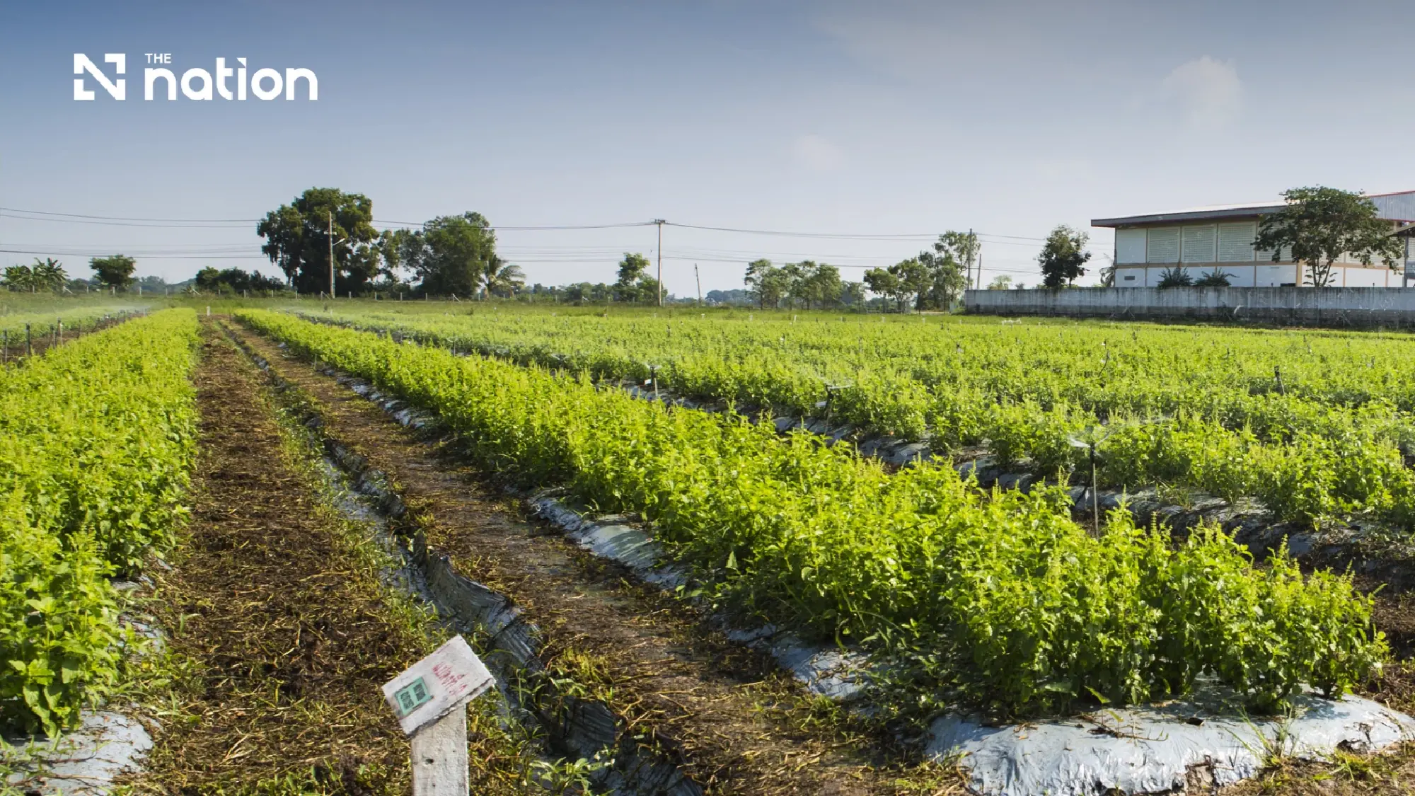 CPRAM Clarifies Plant Registration Details as Native Holy Basil Rights Remain Untouched