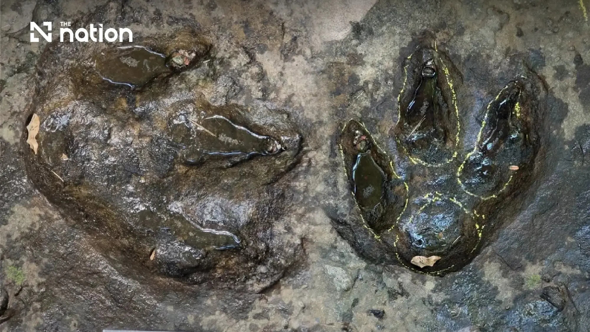 Fossil footprints span 12 Thai provinces with a 120-million-year-old trail in Udon Thani
