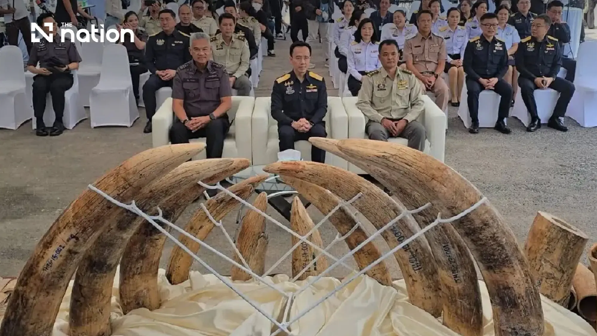 Thailand seizes over 3.1 tonnes of ivory hidden in timber from Zambia