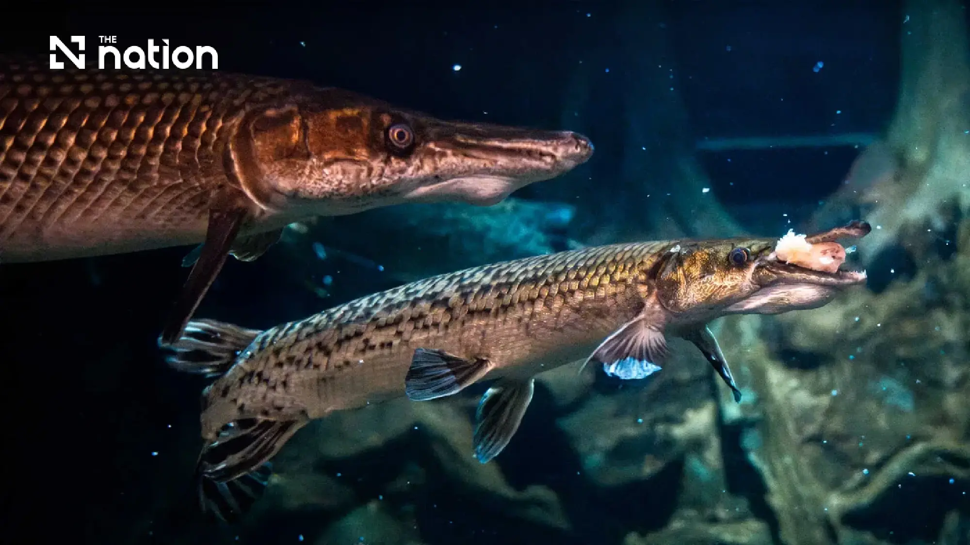 Thai agencies warn alligator gar eggs remain poisonous after cooking