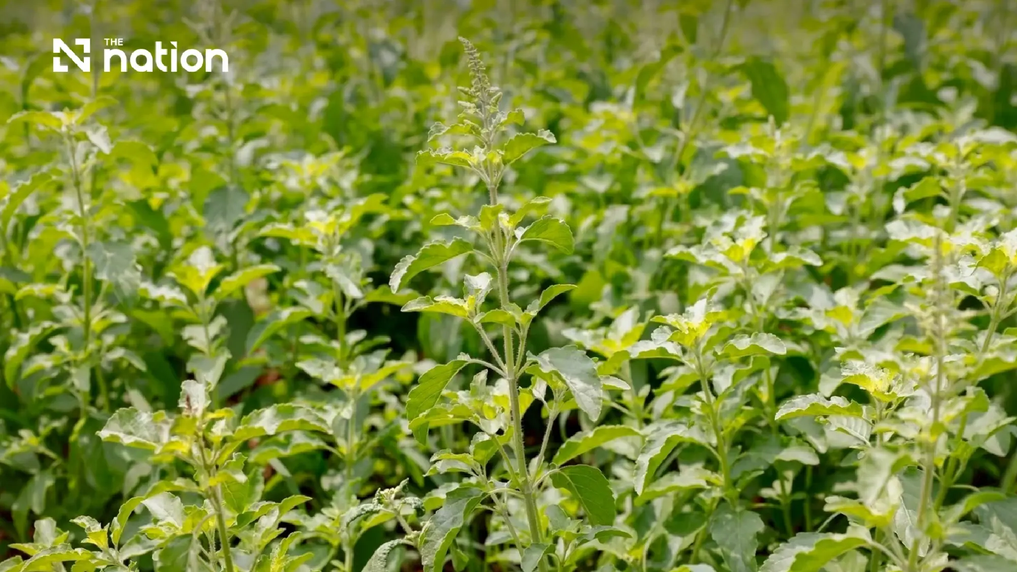 CPRAM Clarifies Plant Registration Details as Native Holy Basil Rights Remain Untouched
