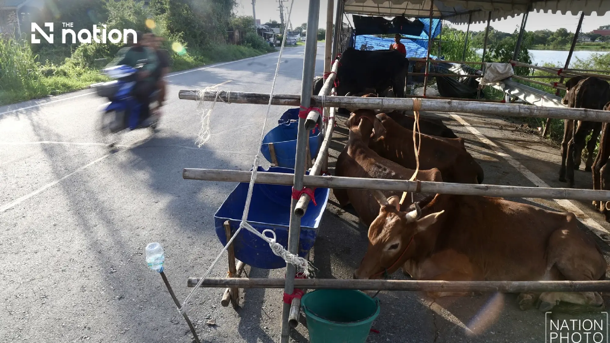 Thailand floods hit 1.64m rai of cropland and leave 3.9m farm animals dead or missing