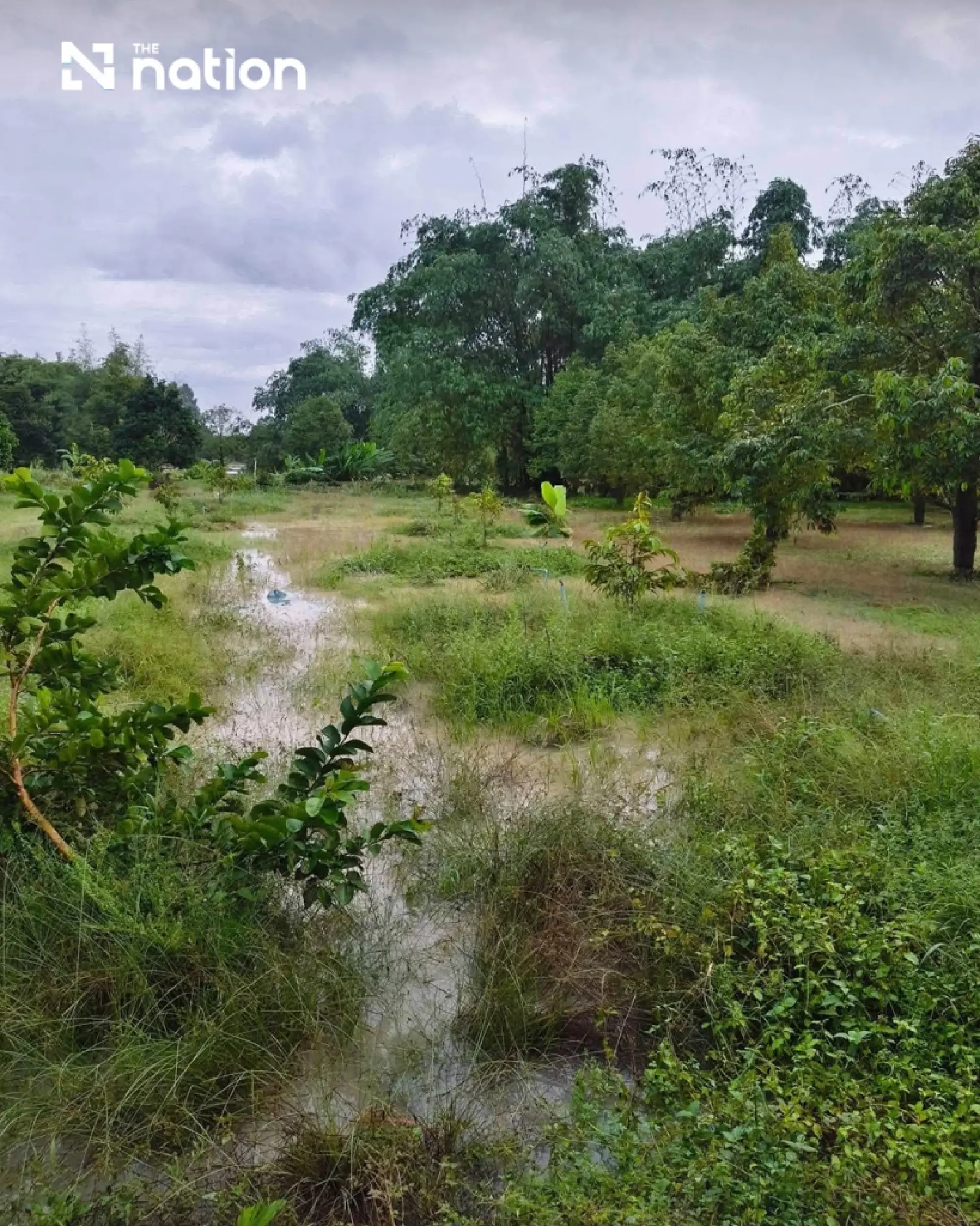 Thailand floods hit 1.7m rai including over 26,000 rai of orchards
