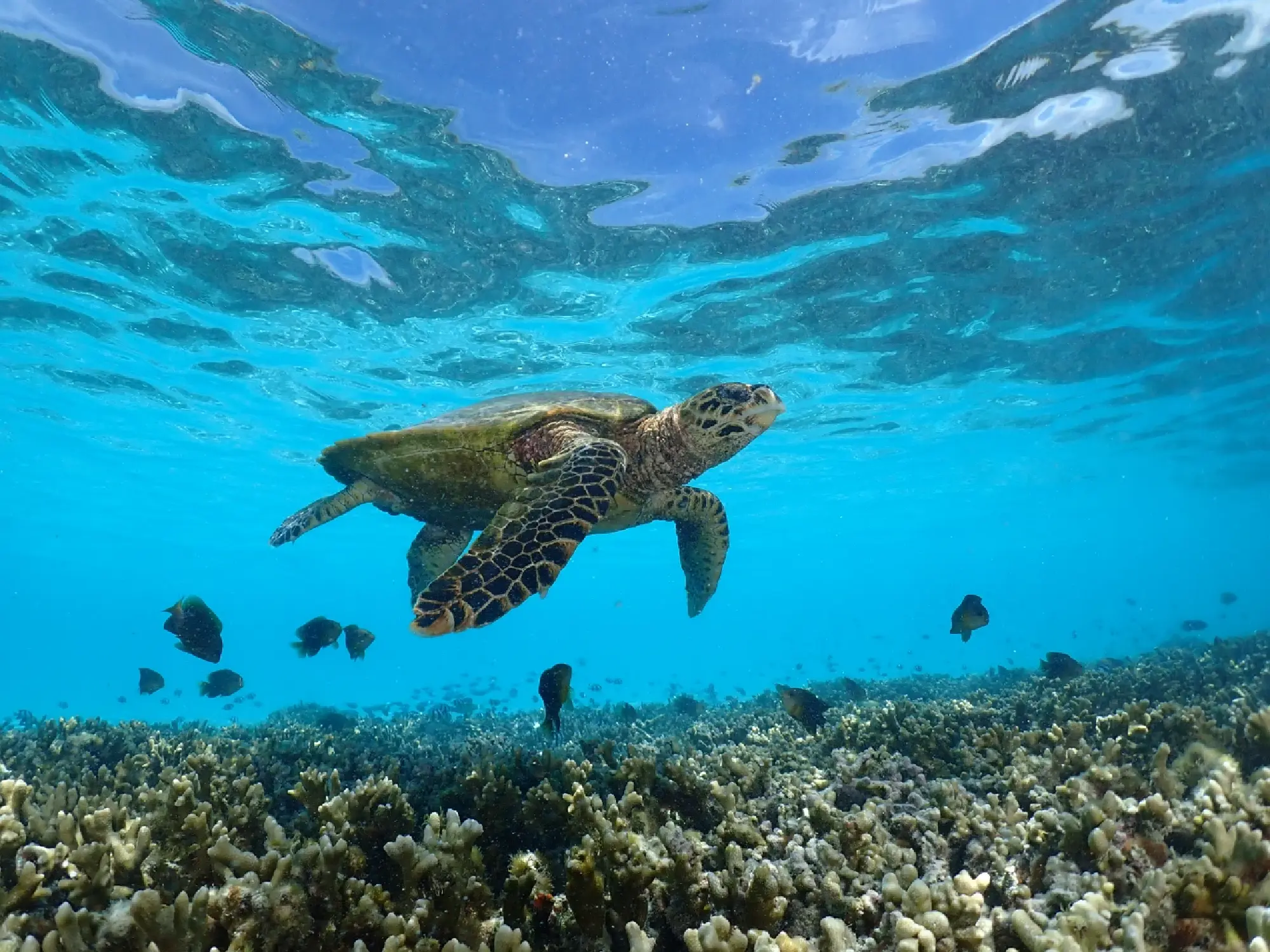 CROSSROADS Maldives Achieves Official OECM Status, Advancing Singha Estate and S Hotels & Resorts’ Commitment to Marine Conservation