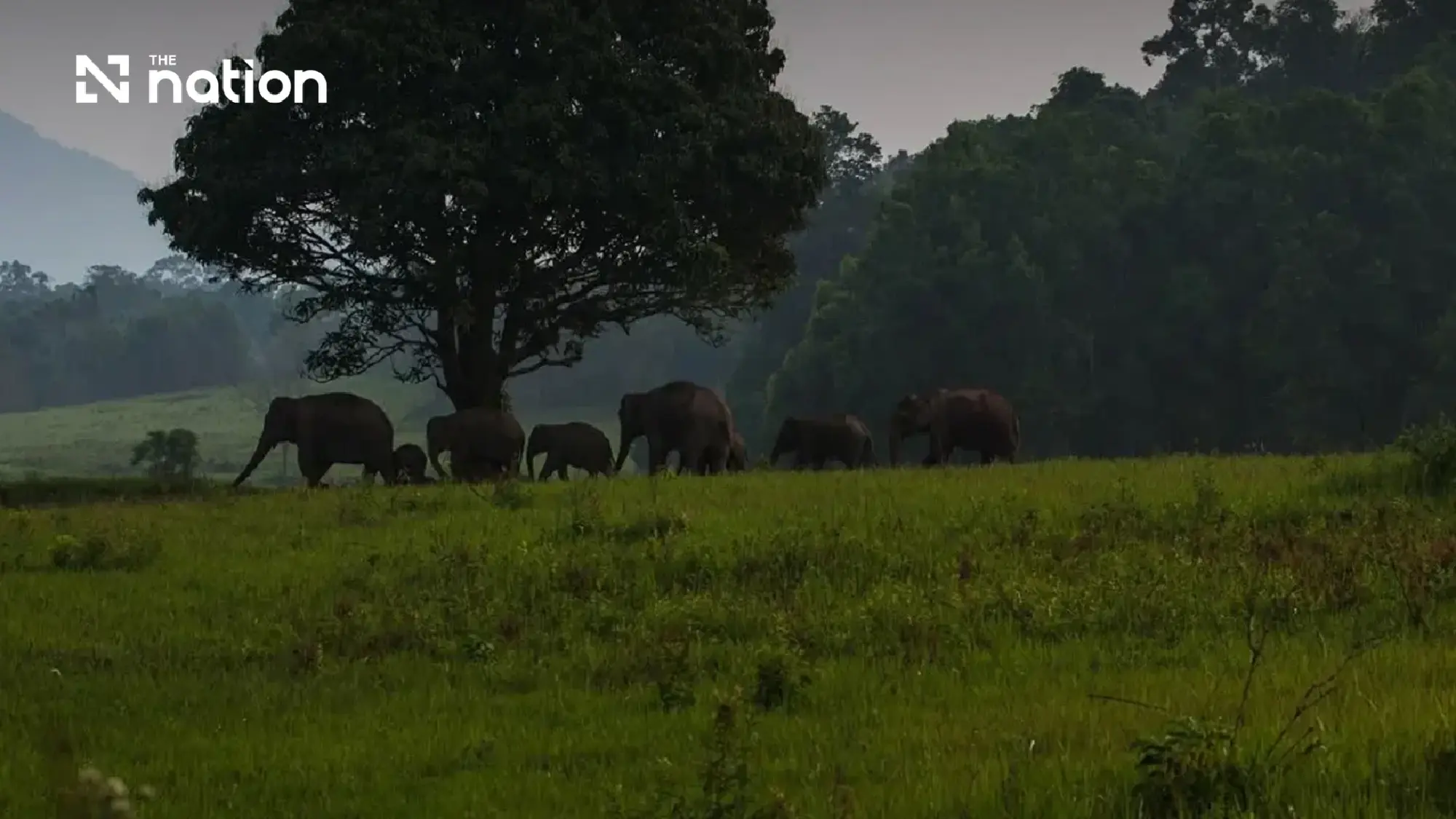 Khao Yai reopens to visitors after rain eases, three sites stay closed
