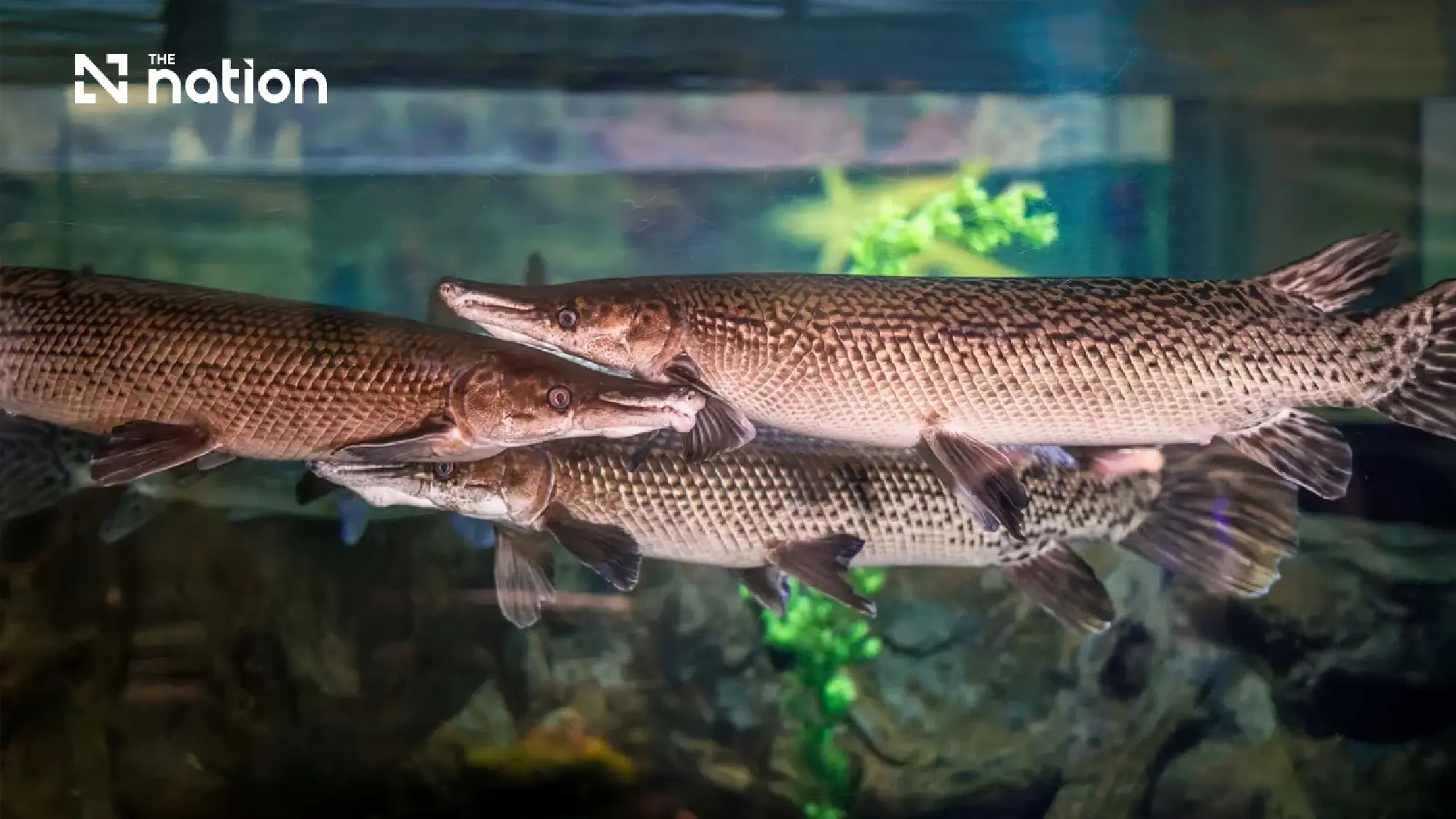 Thai agencies warn alligator gar eggs remain poisonous after cooking
