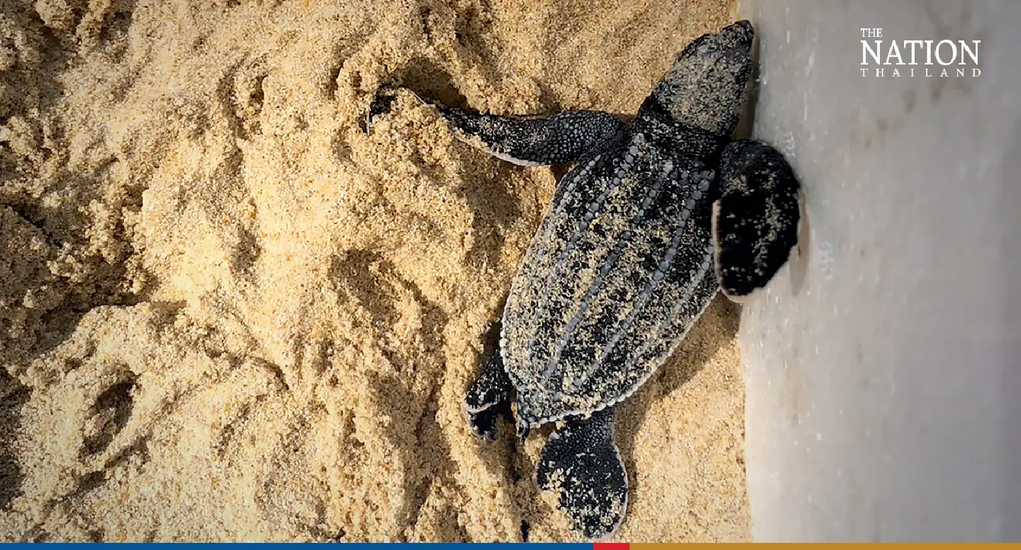 Fight for survival: 42 leatherback hatchlings make it to Andaman Sea - Photo 2