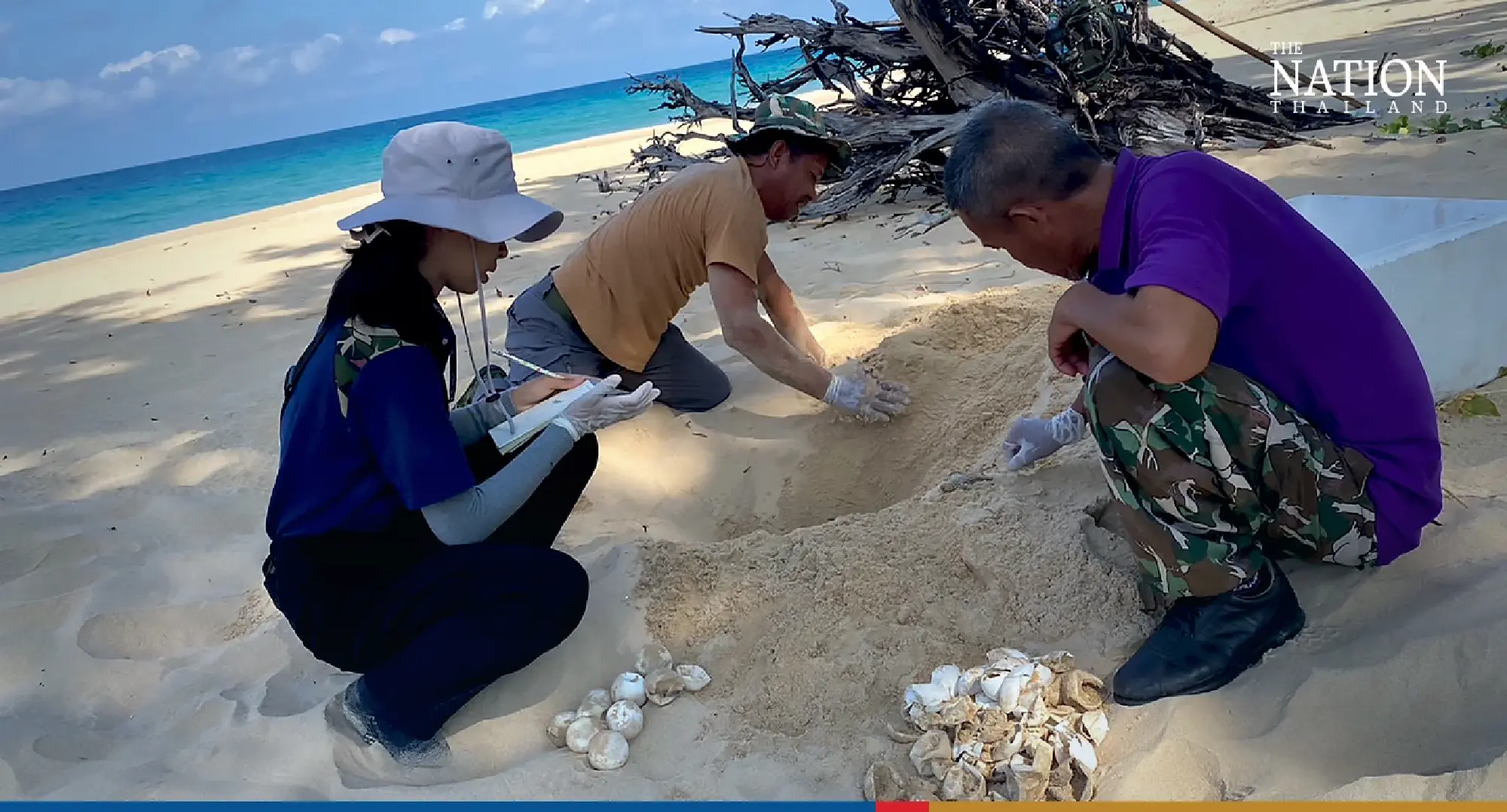 Fight for survival: 42 leatherback hatchlings make it to Andaman Sea - Photo 4