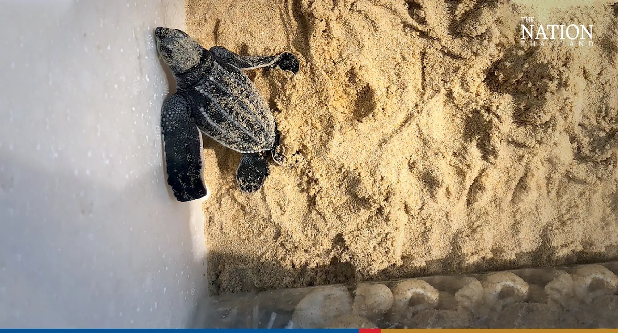 Fight for survival: 42 leatherback hatchlings make it to Andaman Sea - Photo 5
