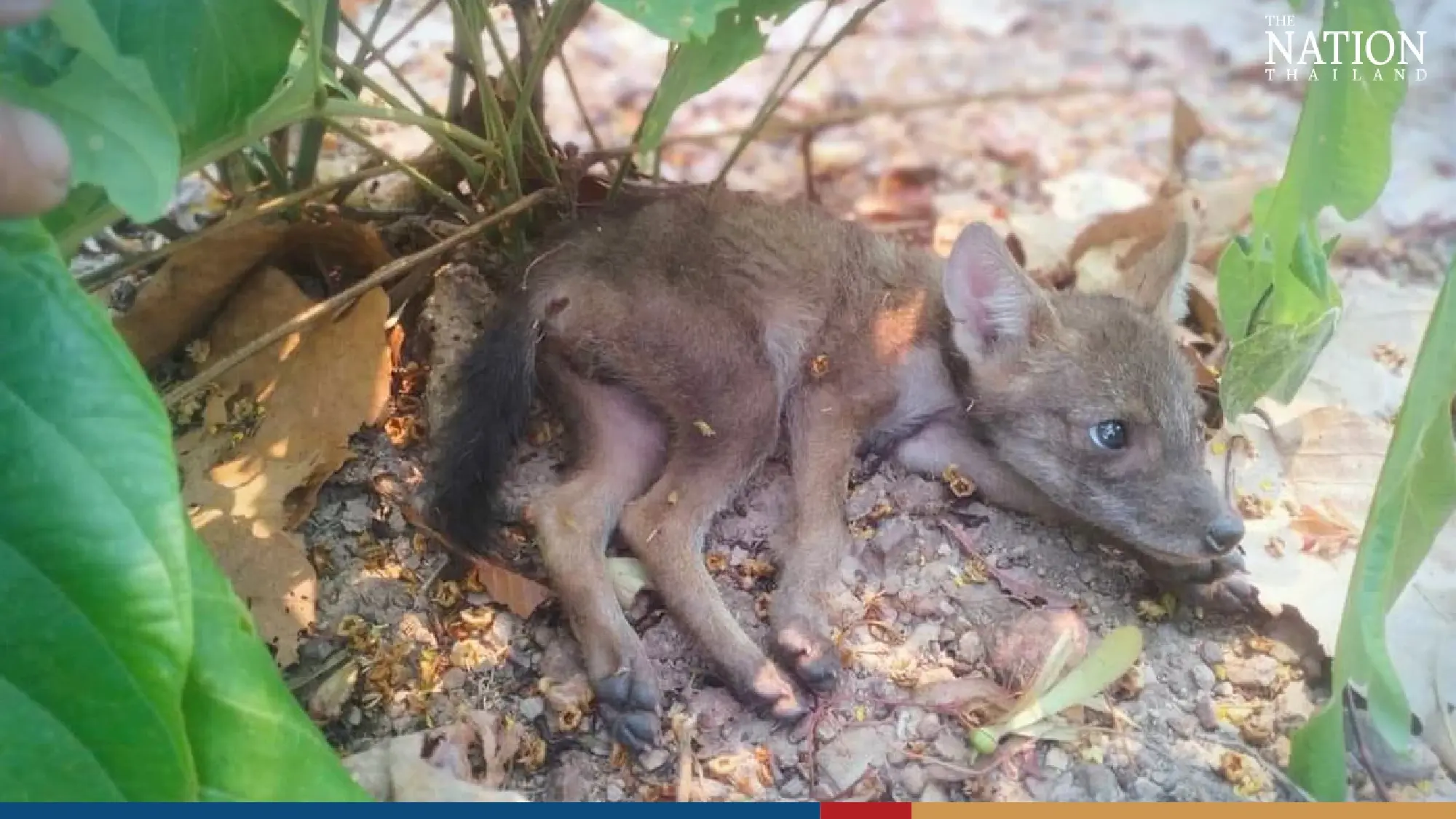 Shivering fox cubs rescued from forest fire in Lampang - Photo 3