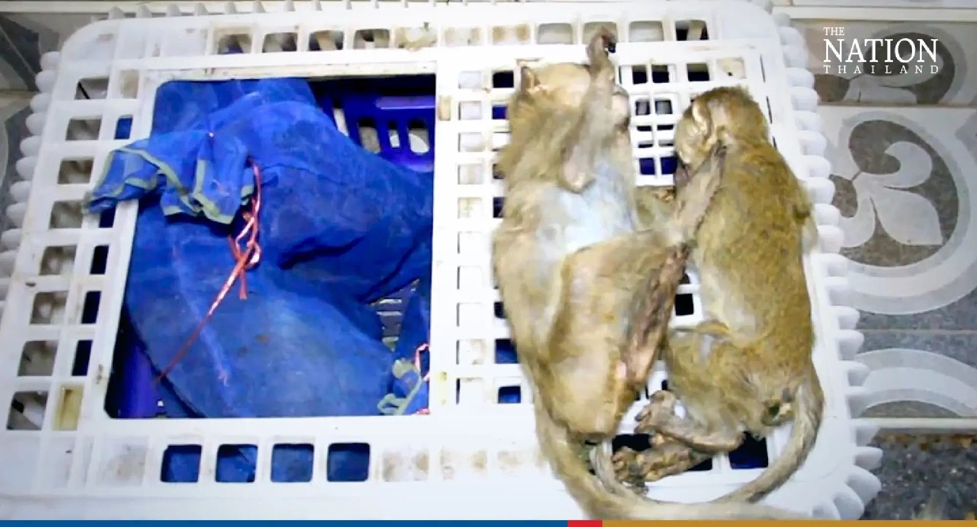 Udon Thani monkey smuggling foiled - Photo 1