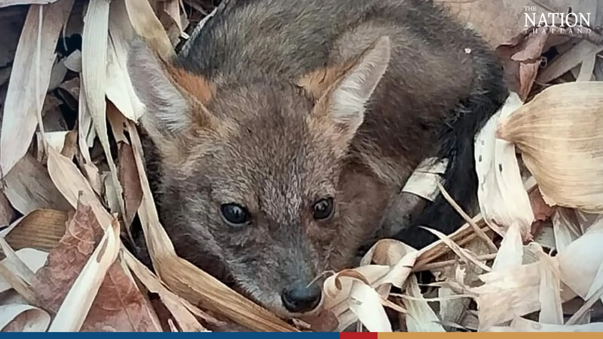 Shivering fox cubs rescued from forest fire in Lampang - Photo 4