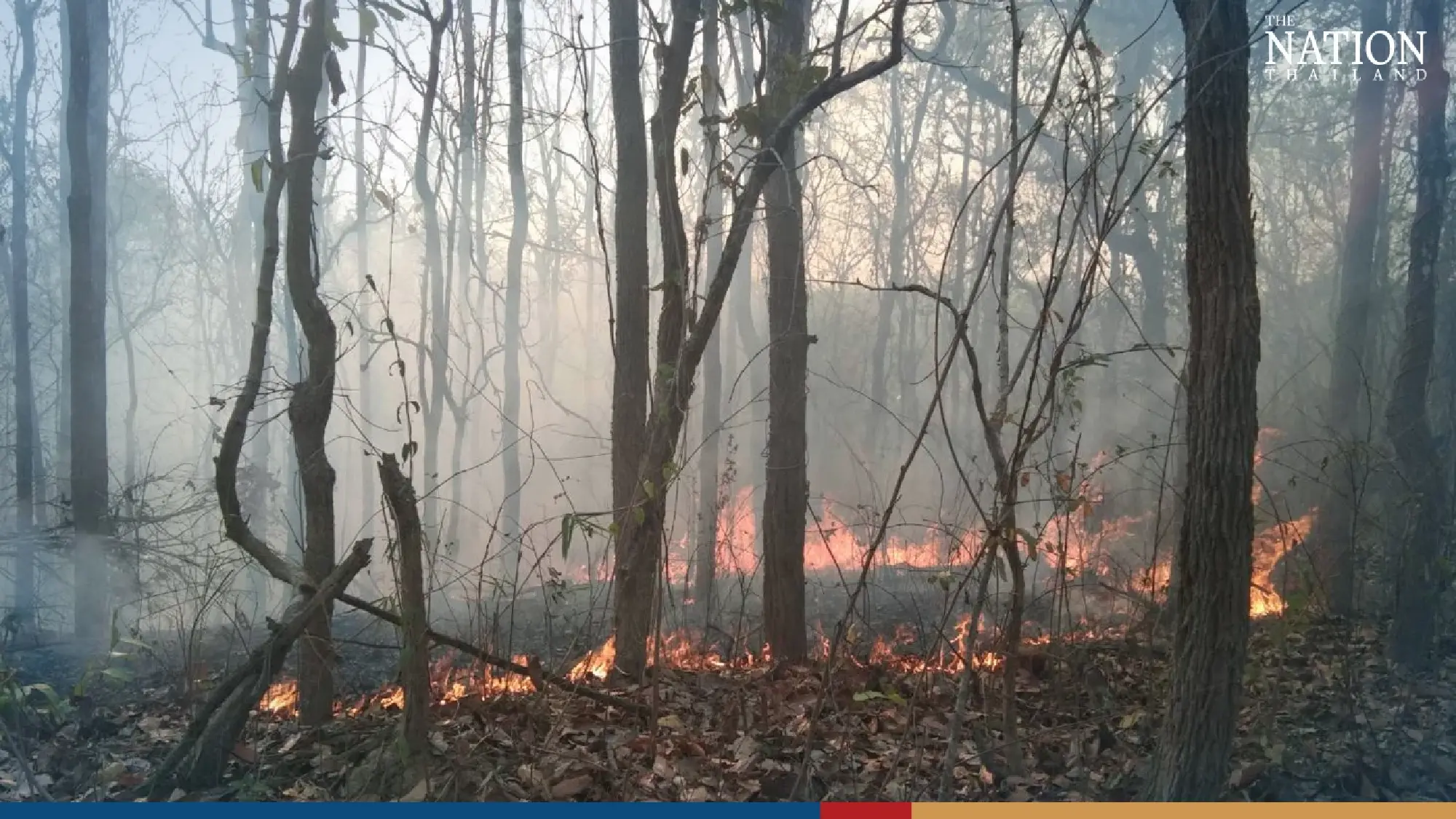 Shivering fox cubs rescued from forest fire in Lampang - Photo 8