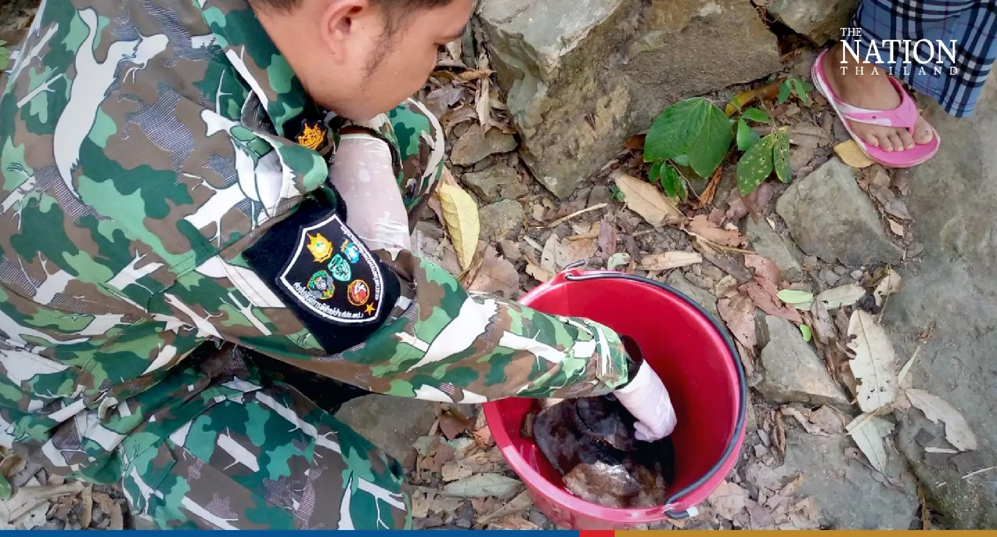 Endangered big-headed turtles found in a pond released to nature - Photo 1