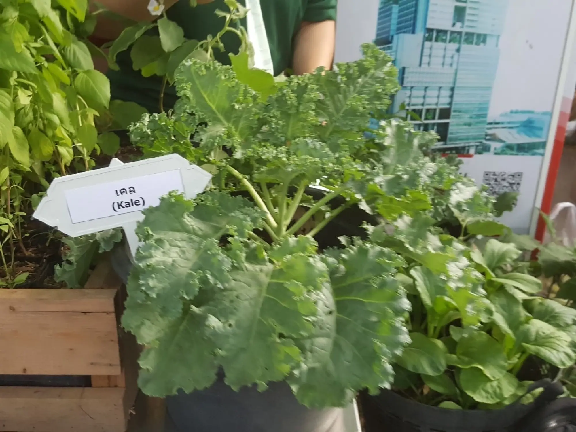 Farmer Market - Photo 5