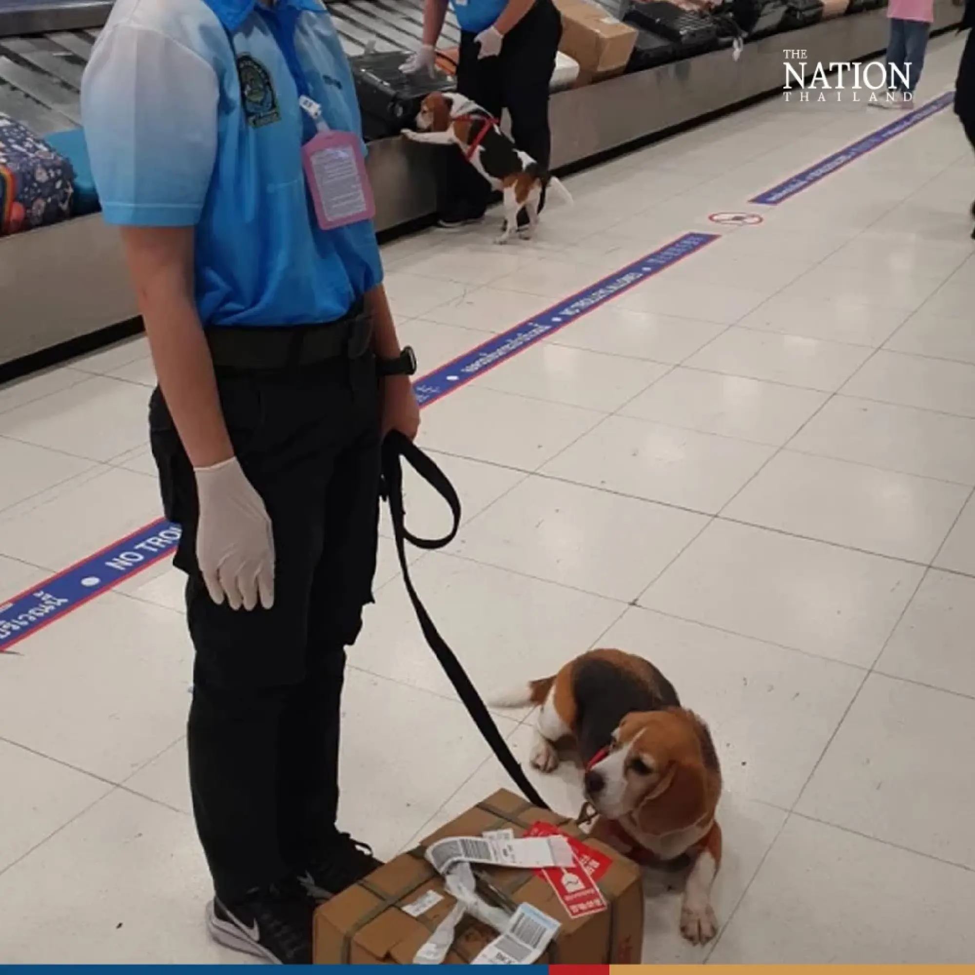 Inspector Beagles of Livestock Development Department - Photo 2