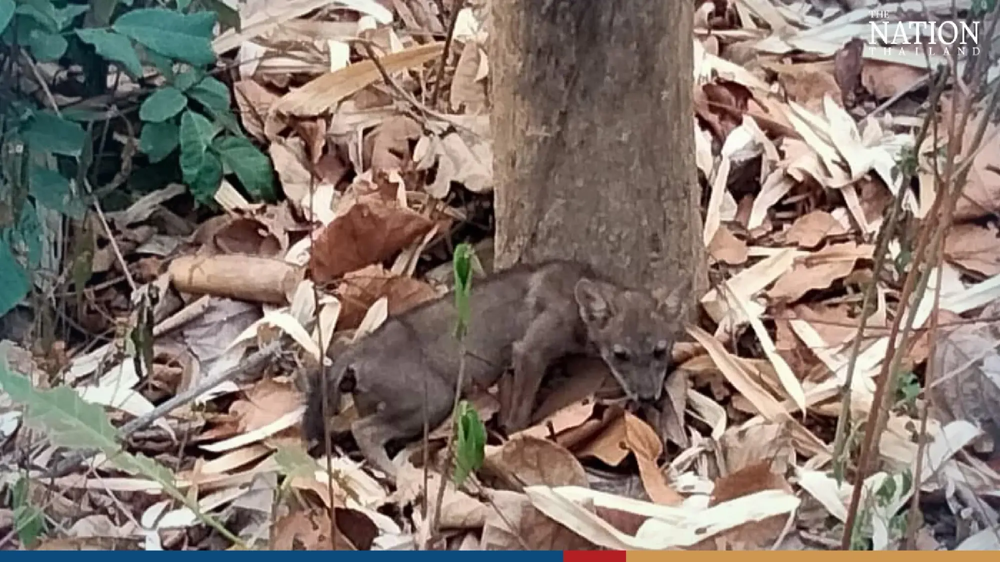 Shivering fox cubs rescued from forest fire in Lampang - Photo 7