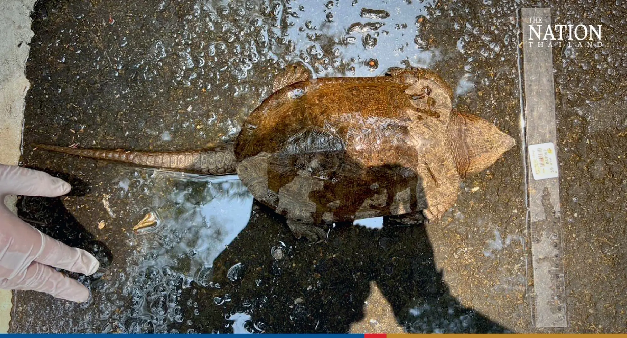 Endangered big-headed turtles found in a pond released to nature - Photo 9