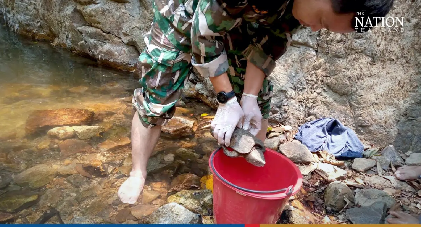 Endangered big-headed turtles found in a pond released to nature - Photo 3
