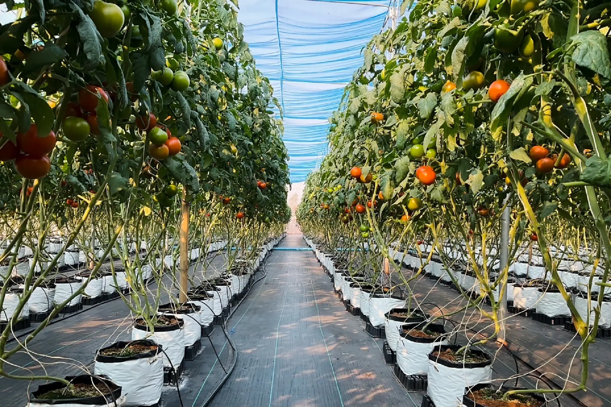 bayer - Photo 1