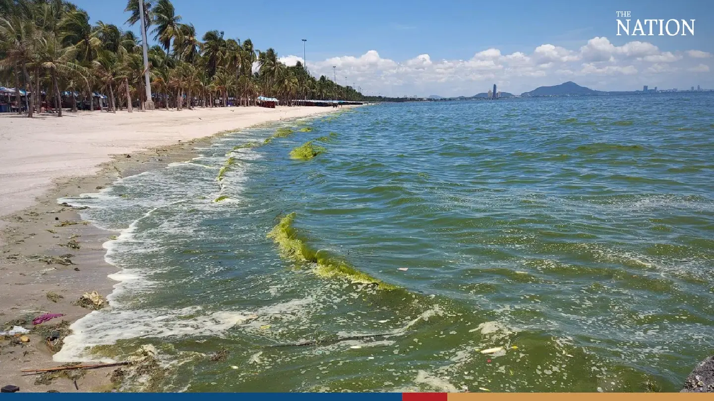 Tourists shun Bang Saen beach as plankton surge dyes sea green - Photo 4