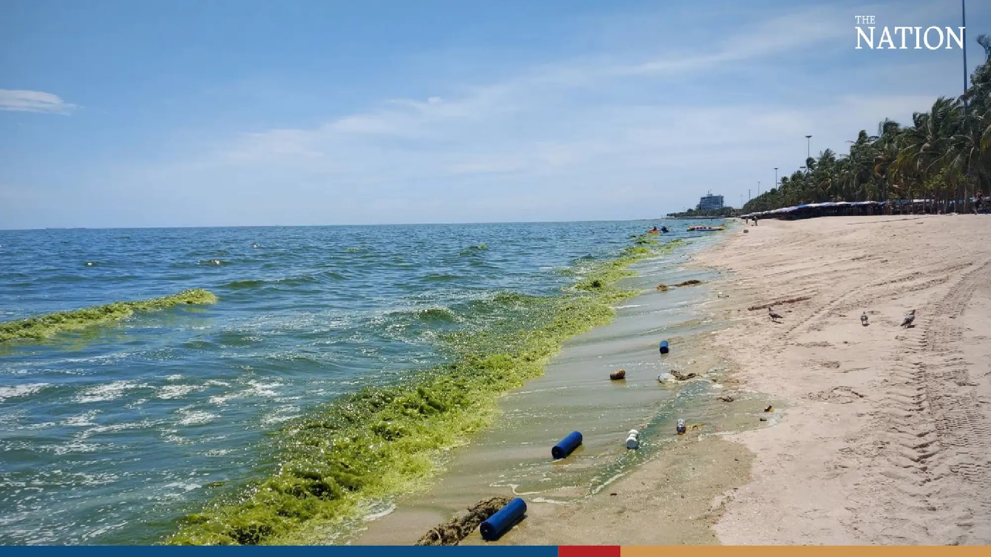 Tourists shun Bang Saen beach as plankton surge dyes sea green - Photo 1