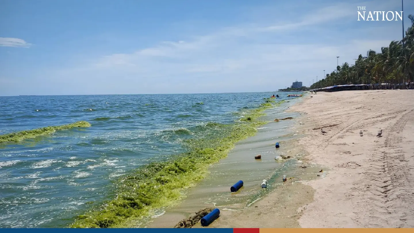 Tourists shun Bang Saen beach as plankton surge dyes sea green - Photo 1