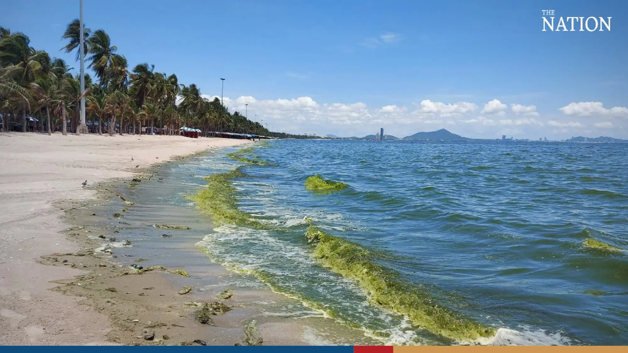 Tourists shun Bang Saen beach as plankton surge dyes sea green - Photo 5