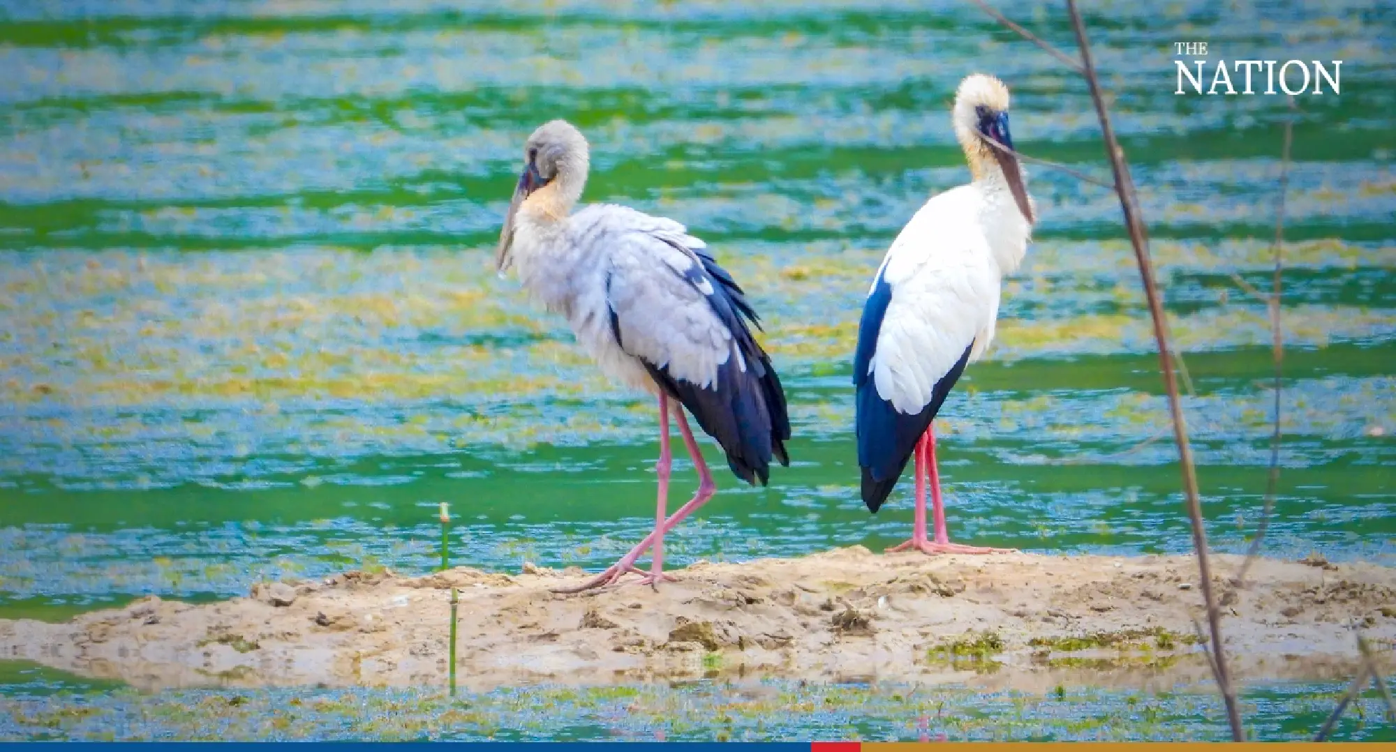 stork - Photo 3