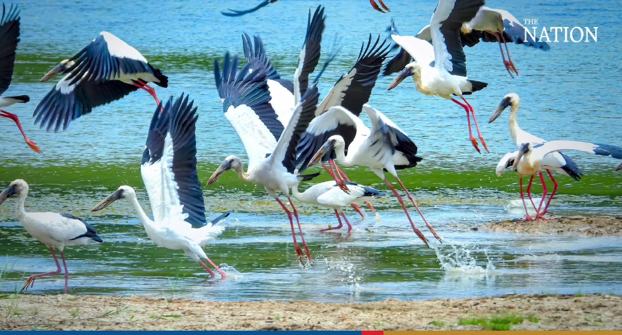 stork - Photo 4