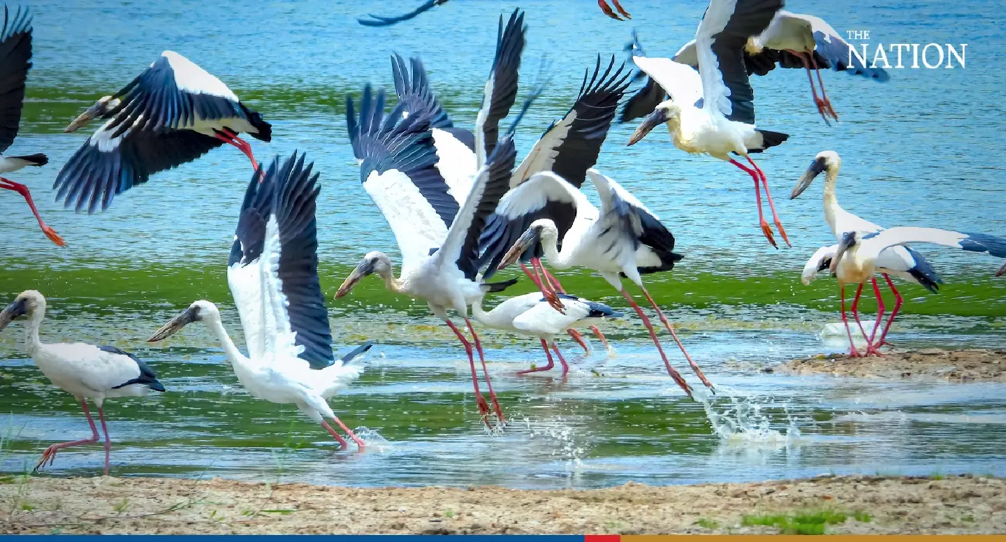 stork - Photo 4