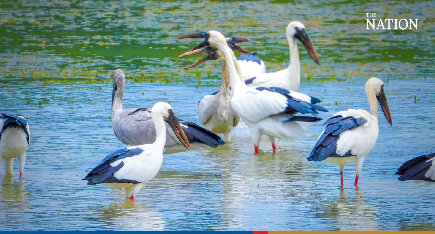 stork - Photo 2