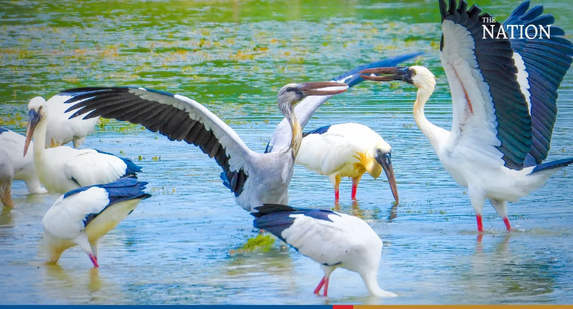 stork - Photo 1