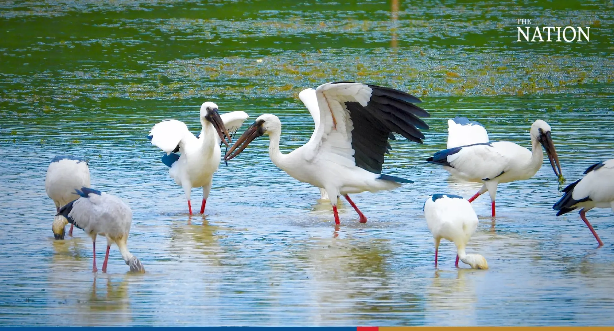 stork - Photo 5