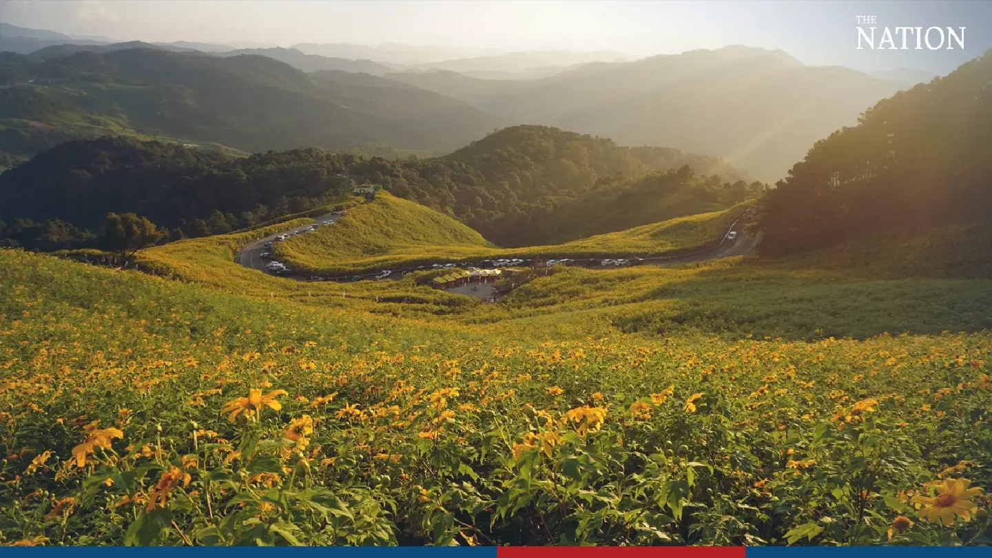 Sunflower field ready for tourists - Photo 3