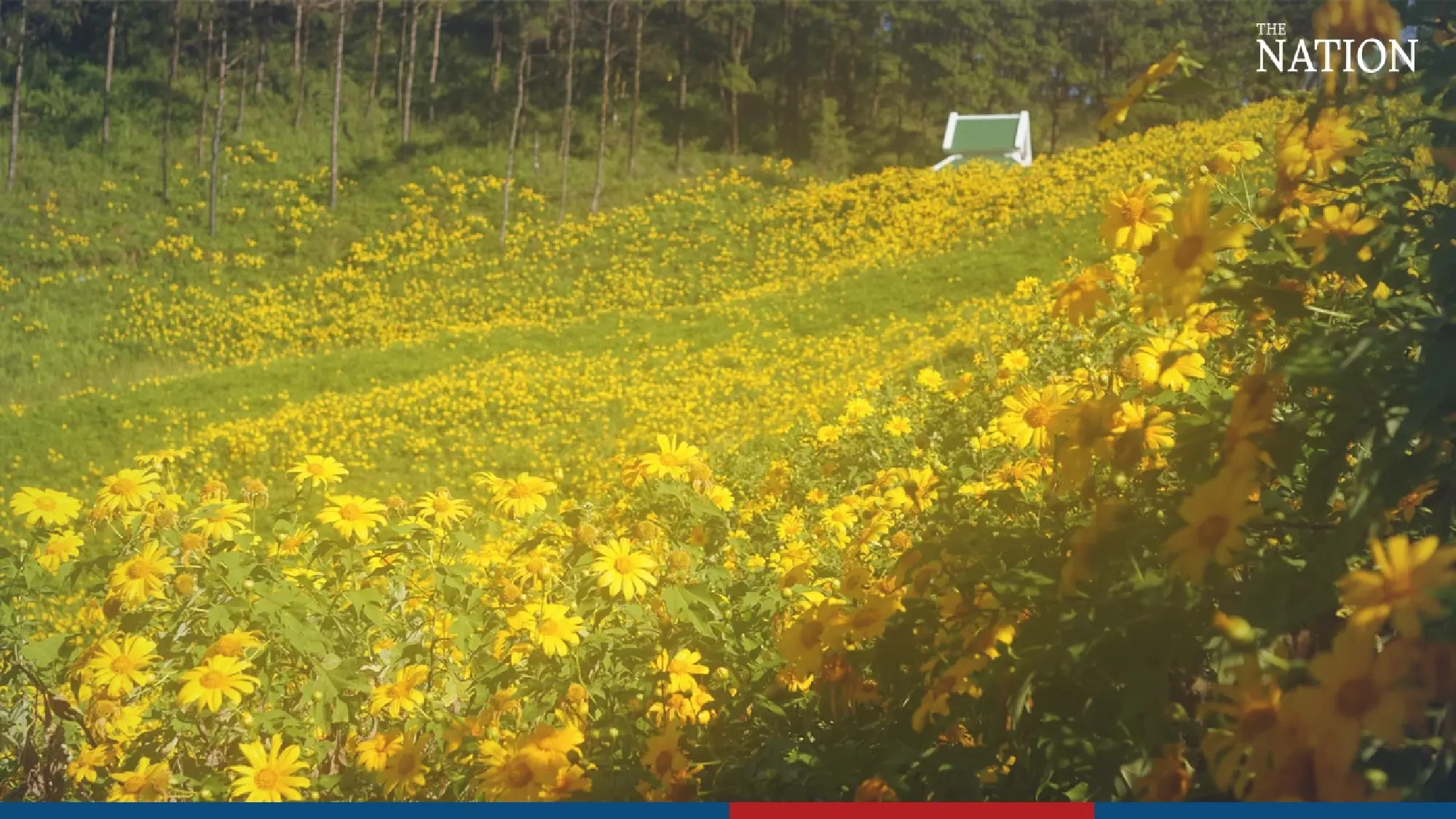 Sunflower field ready for tourists - Photo 9