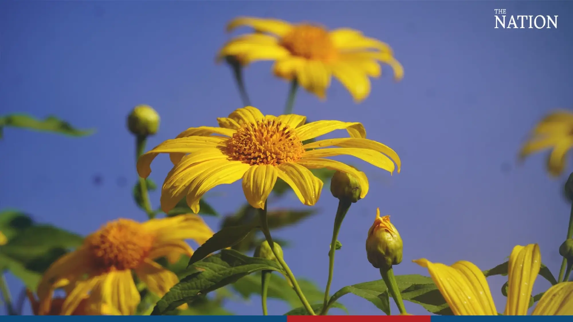 Sunflower field ready for tourists - Photo 5