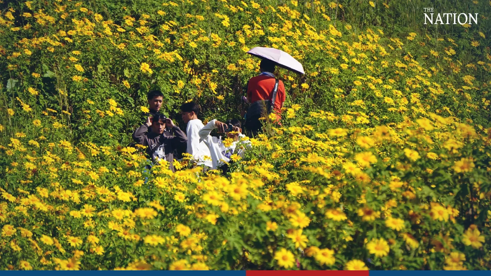Sunflower field ready for tourists - Photo 1