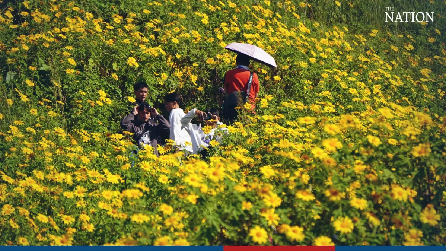 Sunflower field ready for tourists - Photo 1