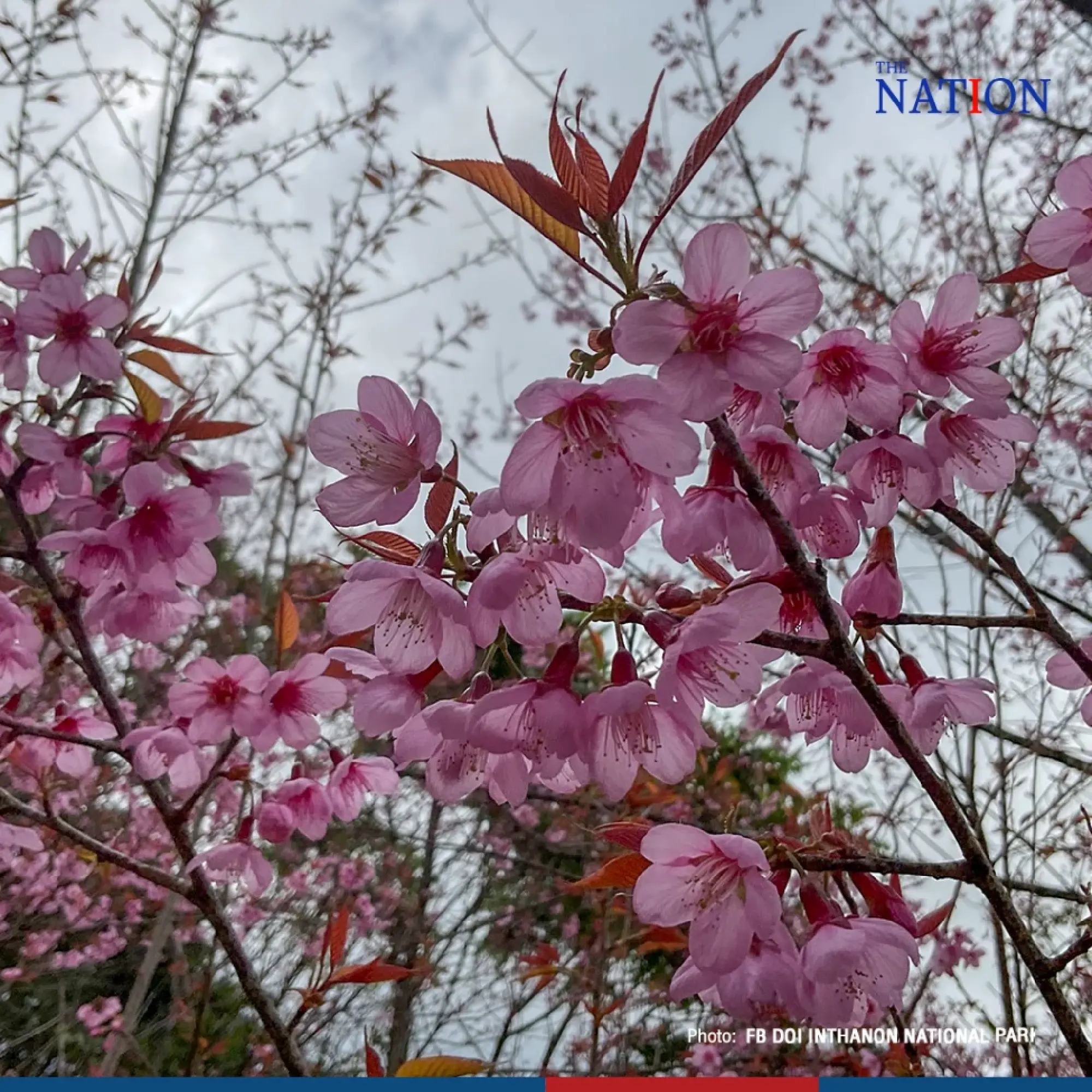 sakura - Photo 7